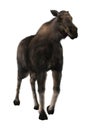 3D Rendering Female Moose on White Royalty Free Stock Photo