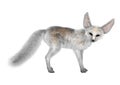 3D Rendering Fennec Fox on White