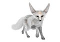 3D Rendering Fennec Fox on White