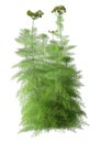 3D Rendering Fennel Plant on White