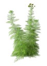 3D Rendering Fennel Plant on White