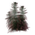 3D Rendering Fennel Plant on White