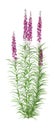 3D Rendering Fireweed Plant on White