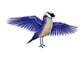 3D Rendering Florida scrub jay on White Royalty Free Stock Photo