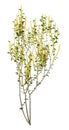 3D Rendering Forsythia Plant on White