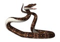 3D Rendering Gaboon Viper Snake on White Royalty Free Stock Photo