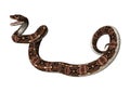 3D Rendering Gaboon Viper Snake on White Royalty Free Stock Photo