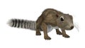 3D Rendering Gambian Sun Squirrel on White Royalty Free Stock Photo