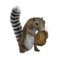 3D Rendering Gambian Sun Squirrel on White Royalty Free Stock Photo