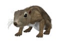 3D Rendering Gambian Sun Squirrel on White Royalty Free Stock Photo