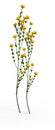 3D Rendering Genista Hispanica Flowers on White