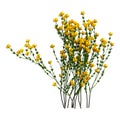 3D Rendering Genista Hispanica Flowers on White