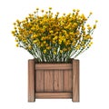 3D Rendering Genista Hispanica Flowers on White