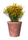 3D Rendering Genista Hispanica Flowers on White