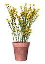 3D Rendering Genista Hispanica Flowers on White