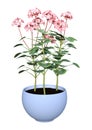 3D Rendering Geranium Flowers Pot on White