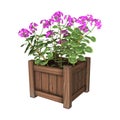 3D Rendering Geranium Planter on White