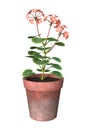 3D Rendering Geranium Pot on White