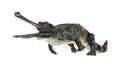 3D Rendering Gharial on White