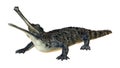 3D Rendering Gharial on White