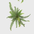 3D Rendering Giant Fern on White Bush of a green forest fern plant. Tropical leaves foliage plant bush on white background