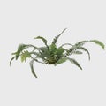 3D Rendering Giant Fern on White Bush of a green forest fern plant. Tropical leaves foliage plant bush on white background
