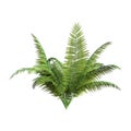 3D Rendering Giant Fern on White