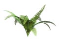 3D Rendering Giant Fern on White