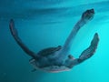 Giant sea turtle diving deep underwater Royalty Free Stock Photo