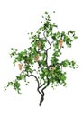 3D Rendering Grapevine on White