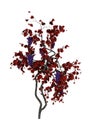 3D Rendering Grapevine on White