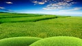 3d rendering grass with nice paddy place