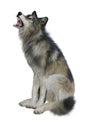 3D Rendering Gray Wolf on White