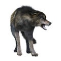 3D Rendering Gray Wolf on White Royalty Free Stock Photo