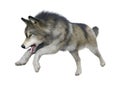 3D Rendering Gray Wolf on White Royalty Free Stock Photo