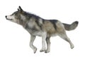 3D Rendering Gray Wolf on White