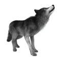 3D Rendering Gray Wolf on White