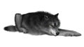 3D Rendering Gray Wolf on White Royalty Free Stock Photo