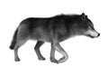 3D Rendering Gray Wolf on White Royalty Free Stock Photo