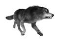 3D Rendering Gray Wolf on White