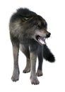3D Rendering Gray Wolf on White Royalty Free Stock Photo