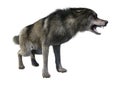 3D Rendering Gray Wolf on White Royalty Free Stock Photo