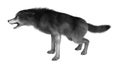 3D Rendering Gray Wolf on White