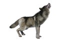 3D Rendering Gray Wolf on White