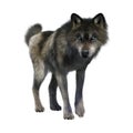 3D Rendering Gray Wolf on White Royalty Free Stock Photo