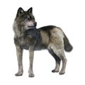 3D Rendering Gray Wolf on White Royalty Free Stock Photo