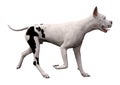 3D Rendering Grat Dane Dog on White