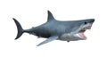 3D Rendering Great White Shark on White Royalty Free Stock Photo