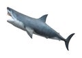 3D Rendering Great White Shark on White Royalty Free Stock Photo