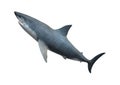 3D Rendering Great White Shark on White Royalty Free Stock Photo